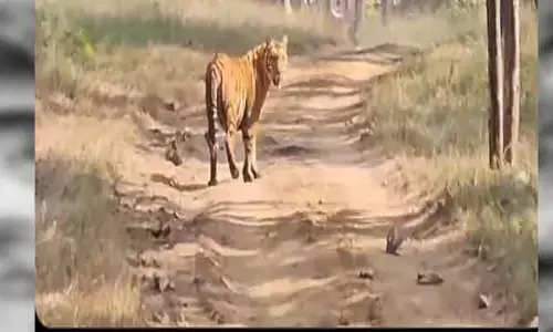 Tiger terror : కొమురం భీం ఆసిఫాబాద్ జిల్లాను వణికిస్తున్న పులి