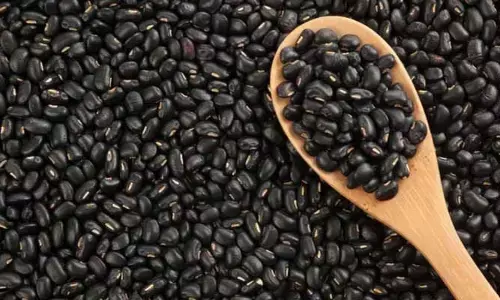 Black Gram: నల్లగా ఉన్నాయని తక్కువ అంచనా వేయకండి.. ఇదో పోషకాల పుట్ట!!