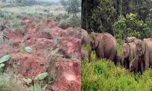 Elephants Attack: పంట పొలాలపై ఏనుగుల గుంపు విధ్వంసం