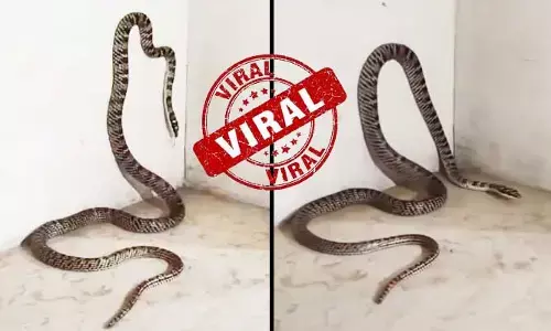 Trending: ఝార్ఖండ్‌లో అద్భుతం.. మహాభారతంలో ప్రస్తావించిన ‘తక్షక నాగు’ ప్రత్యక్షం (వీడియో వైరల్)