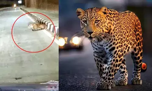 Leopard : బాబోయ్.. కరీంనగర్‌ టౌన్‌లో చిరుత పులి సంచారం (వీడియో)