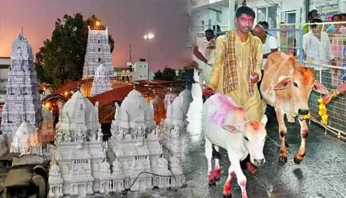 వేములవాడ రాజన్న కోడెల విక్రయం కలకలం వేములవాడ రాజన్న కోడెల విక్రయం కలకలం