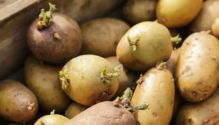 Sprouted Potatoes: మొలకెత్తిన ఆలుగడ్డలు శరీరానికి మంచిది కాదా..? Sprouted Potatoes: మొలకెత్తిన ఆలుగడ్డలు శరీరానికి మంచిది కాదా..?