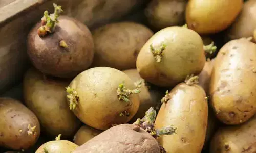 Sprouted Potatoes: మొలకెత్తిన ఆలుగడ్డలు శరీరానికి మంచిది కాదా..?