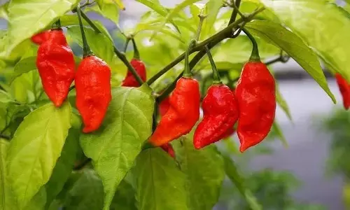 Bhoot Jolokia: ప్రపంచంలోనే అత్యంత కారంగా ఉండే మిరప గురించి తెలుసా?