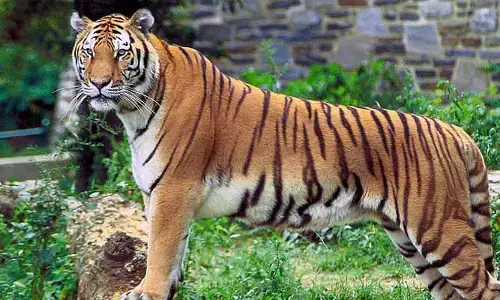 Tiger: ఆ ఊరిలో భయం.. భయం