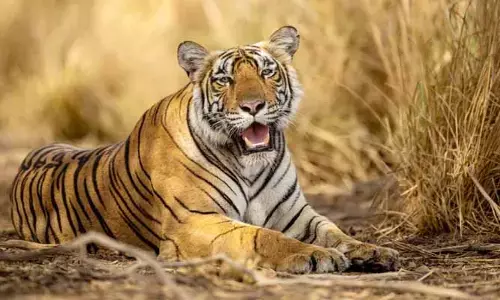Tiger Tension: టైగర్ టెన్షన్..! భయంతో వణికిపోతున్న ఆ జిల్లా వాసులు