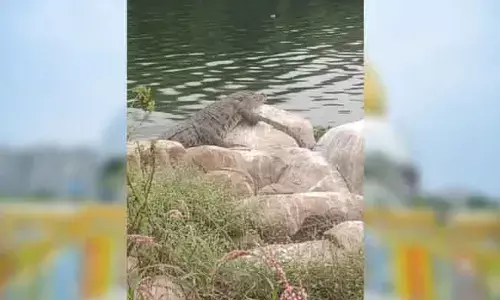 Crocodile : మంజీరా నదిలో మొసలి కలకలం !