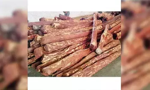 Red SandalWood : రూ.10 కోట్ల ఎర్రచందనం దుంగలు స్వాధీనం