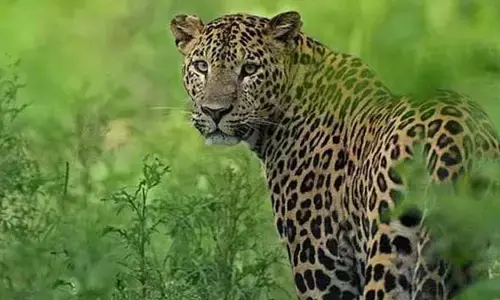 మహానంది క్షేత్రంలో చిరుత మళ్లీ కలకలం