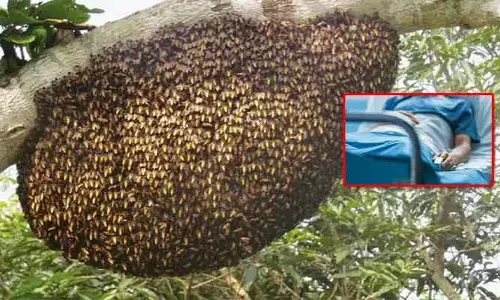 Ap News: తేనెటీగల దాడి.. బాంబ్ స్క్వాడ్ డీఎస్పీకి తీవ్ర గాయాలు