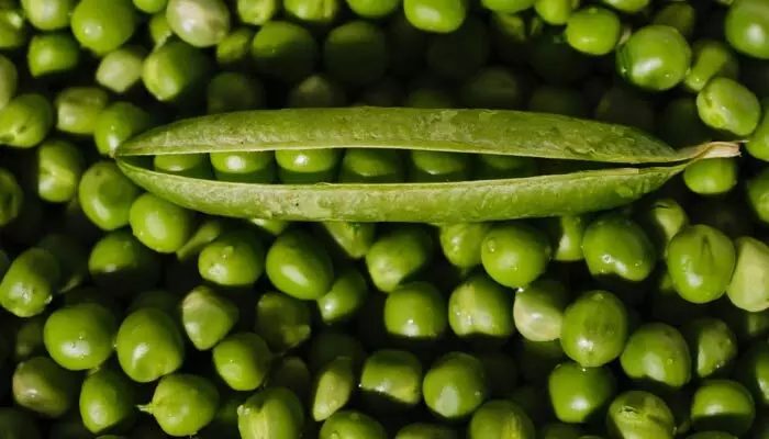 Green Matar: గ్రీన్ మటర్ తో ఆ సమస్యలకు సులభంగా చెక్ పెట్టొచ్చు! Green Matar: గ్రీన్ మటర్ తో ఆ సమస్యలకు సులభంగా చెక్ పెట్టొచ్చు!