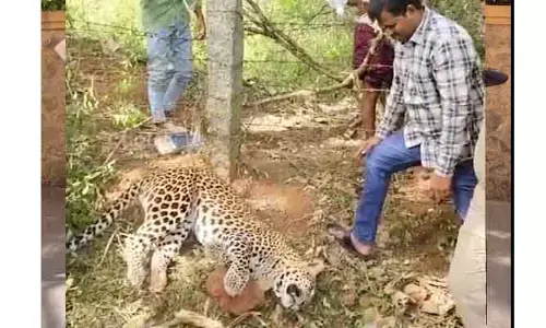 Leopard : గన్నవరం మండలం మెట్లపల్లిలో చిరుతపులి మృతి