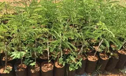 Health: పెరట్లో ఈ మొక్కలు నాటితే చాలు.. ఎలాంటి మెడిసిన్స్ అవసరం లేదు