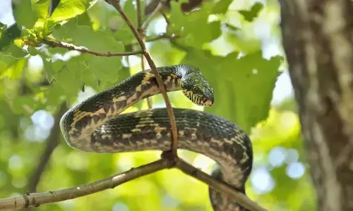 Snake : పాము విషాన్ని తీసేసే ఈ మొక్క గురించి తెలుసా?