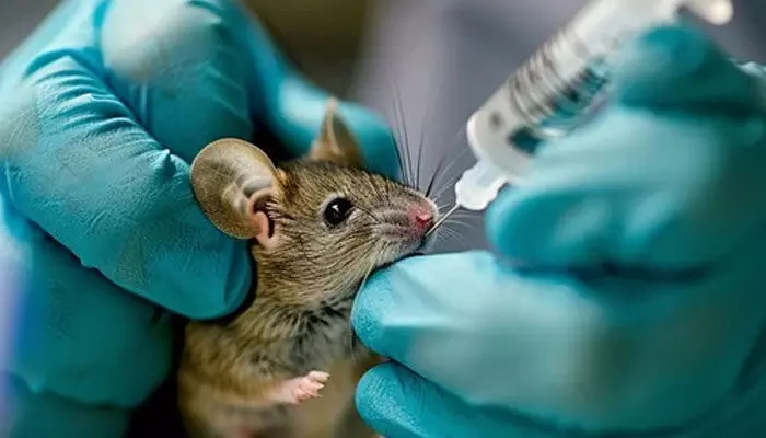 Medical Experiments: వైద్యులు ప్రయోగాలన్నీ ఎలుకలపైనే ఎందుకు చేస్తారో తెలుసా! Medical Experiments: వైద్యులు ప్రయోగాలన్నీ ఎలుకలపైనే ఎందుకు చేస్తారో తెలుసా!