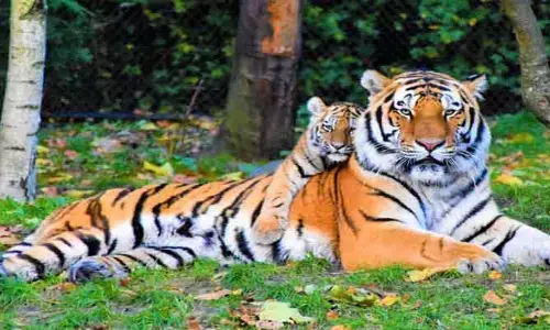 Big Tigers : .ఎనిమిది పెద్దపులుల మధ్య కొమరం భీమ్ జిల్లా వాసుల విలవిల