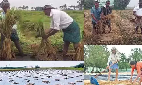 Heavy Rains:అల్పపీడనం ఎఫెక్ట్.. వర్షాలతో రైతన్నలకు భారీ నష్టం