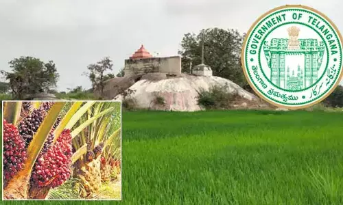TG Govt.: దేవాదాయ శాఖ వినూత్న ఆలోచన.. ఆలయ భూముల్లో ‘ఆయిల్‌పాం సాగు’!