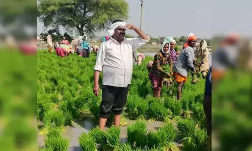 Thungathurthi: రైతులా మారిన కాంగ్రెస్ ఎమ్మెల్యే మందుల సామేలు