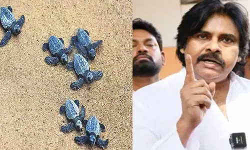 ఆలివ్ రిడ్లీ తాబేళ్లు మరణంపై విచారణ చేపట్టండి: డిప్యూటీ సీఎం పవన్ కళ్యాణ్
