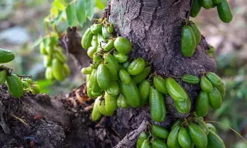 Health: నిత్య యవ్వనంగా కనిపించాలంటే.. శీతాకాలంలో దొరికే ఈ పండును తీసుకోండి!