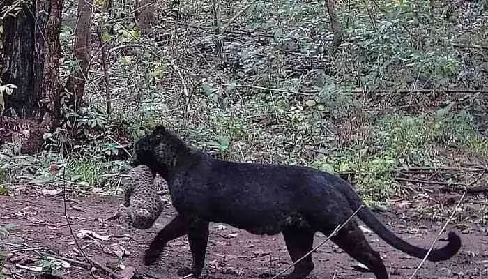 Black leopard:ఆ అడవుల్లో అరుదైన నల్ల చిరుత.. కూనతో కలిసి హల్చల్ (వీడియో వైరల్) Black leopard:ఆ అడవుల్లో అరుదైన నల్ల చిరుత.. కూనతో కలిసి హల్చల్ (వీడియో వైరల్)