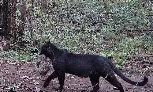 Black leopard:ఆ అడవుల్లో అరుదైన నల్ల చిరుత.. కూనతో కలిసి హల్‌చల్ (వీడియో వైరల్)