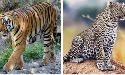 Nagpur rescue centre: మహారాష్ట్రలో బర్డ్ ఫ్లూ వల్ల  మూడు పులులు, చిరుత మృతి