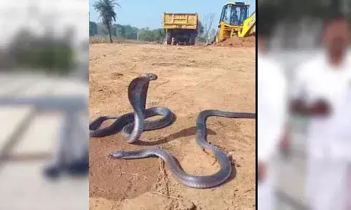 Cobra Viral Video : కాలనాగు కంట తడి పెట్టించింది..వైరల్ గా వీడియో!