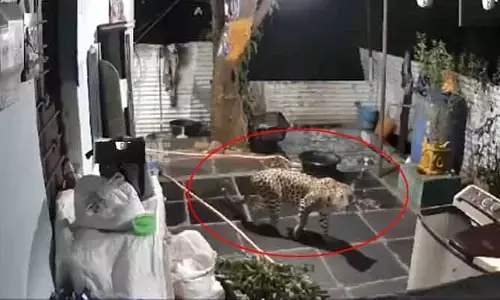 Leopard : శ్రీశైలం పూజారి ఇంట్లో ప్రత్యక్షమైన చిరుత