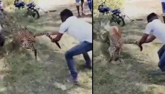 Video Viral: నీ ధైర్యానికి సలాం.. చిరుతకే చుక్కలు చూపించాడుగా!! Video Viral: నీ ధైర్యానికి సలాం.. చిరుతకే చుక్కలు చూపించాడుగా!!