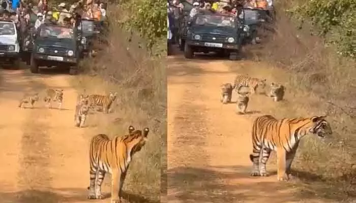Tigers : పులులను చుట్టుముట్టిన సఫారీ వాహనాలు.. హైకోర్టు సీరియస్ Tigers : పులులను చుట్టుముట్టిన సఫారీ వాహనాలు.. హైకోర్టు సీరియస్