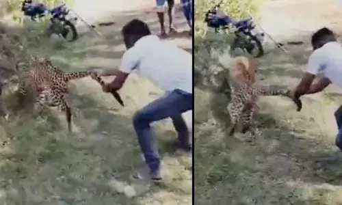 Video Viral: నీ ధైర్యానికి సలాం.. చిరుత‌కే చుక్క‌లు చూపించాడుగా!!