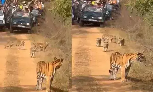 Tigers : పులులను చుట్టుముట్టిన సఫారీ వాహనాలు.. హైకోర్టు సీరియస్