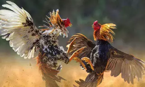 Sankranthi: కోడిపందాలకు రెఢీ..! సిద్ధం చేసిన పందెం రాయుళ్లు