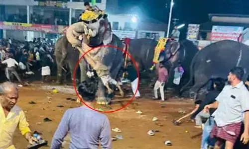 Elephant Attack: వేడుకల్లో ఏనుగు బీభత్సం.. 17 మందికి గాయాలు, ఇద్దరి పరిస్థితి విషమం