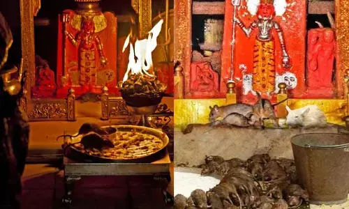 Rat Temple : ఎలుకలకు పూజ చేస్తున్న భక్తులు .. పొరపాటున హాని చేస్తే బంగారు విగ్రహాన్ని కానుకగా ఇవ్వాలి..!