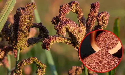 Finger Millet : తైద రొట్టె తింటే.. బీపీ, షుగర్, గుండె జబ్బులు మాయం!