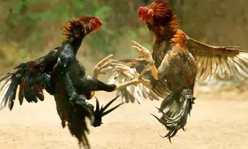కోడి పందేలకు సర్వం సిద్ధం... చివరి నిమిషంలో ట్విస్ట్ ఇచ్చిన హైకోర్టు