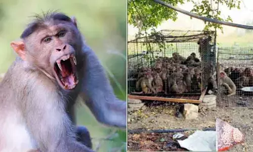 కోతులు స్వైర విహారం.. భయంతో వణికిపోతున్న జనం