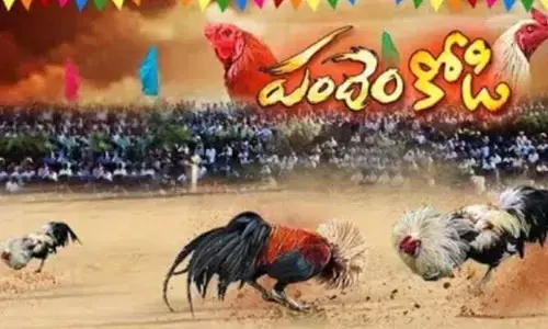 ‘కోడి పందాలు’ సంస్కృతి ఎలా వచ్చిందో తెలుసా?’.. దాని వెనుక ఉన్న చరిత్ర ఇదే!