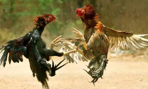 Kodi Pandalu : పల్నాటి, బొబ్బిలి యుద్దాలకు దారితీసిన కోడి పందాలు