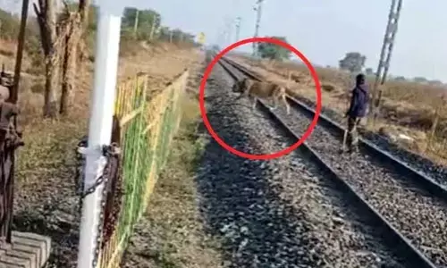 Viral Video : అది సింహం అనుకున్నావా..? మేక పిల్ల అనుకున్నావా బాబూ..? వైరల్ వీడియో