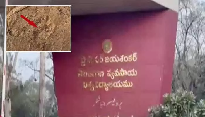 Cheetah: రాజేంద్రనగర్లో చిరుత కలకలం.. తీవ్ర భయాందోళనలో స్థానికులు Cheetah: రాజేంద్రనగర్లో చిరుత కలకలం.. తీవ్ర భయాందోళనలో స్థానికులు