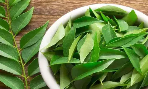 Curry leaves : కరివేపాకును ఈజీగా తీసిపడేయకండి.. తింటే ఎన్ని లాభాలో తెలుసా?