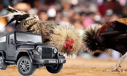 Trending: ఆంధ్రాలో కోడి పందాల జోరు.. గెలిచిన వాళ్లకు బహుమతిగా ‘మహీంద్రా థార్’