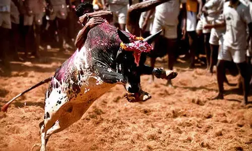 Jallikattu : తిరుపతిలో జల్లికట్టు..  ఆరుగురు యువకులకు తీవ్ర గాయాలు