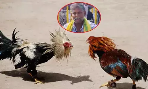 Cock Fighting: కోడి పందేలులో బంపర్ ప్రైజ్ కొట్టేశాడు...!(Video Viral)