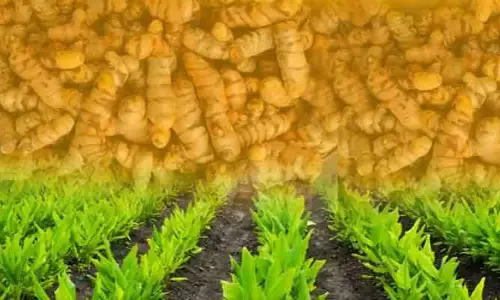 Nizamabad: ఎట్టకేలకు పసుపు బోర్డు.. పసుపు రైతు ఖుష్